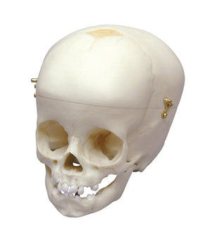 Child skull, 12 months