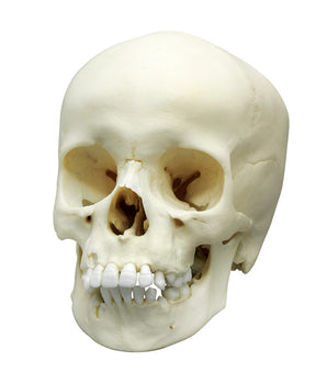 Child's skull, 9 years old