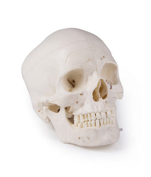 Luxury demonstration skull, 14 pieces 