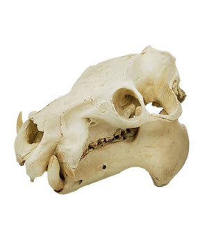 Pygmy hippo skull
