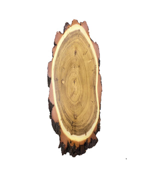 Panneau trophée Acacia 60x24 cm