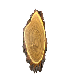Panneau trophée Acacia 40x21 cm
