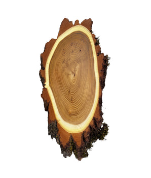 Plaque trophée Acacia 27x18 cm