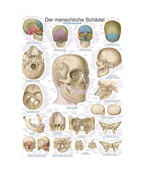 Chart "The Skull", 50x70cm