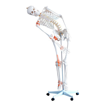 Squelette "Max" mobile, avec marquages ​​musculaires et ligaments 