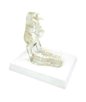Squelette de chien grandeur nature en plastique