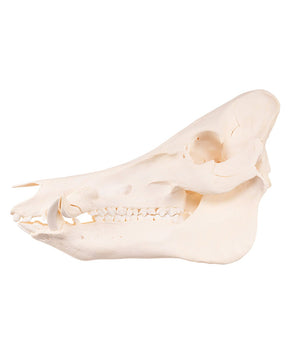 boar skull