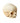 Real fetal skull 
