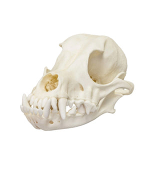 crâne de chien domestique