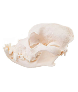 crâne de bouledogue