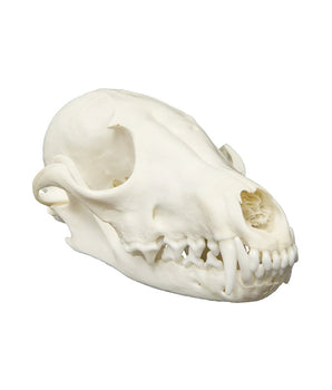 Red fox skull