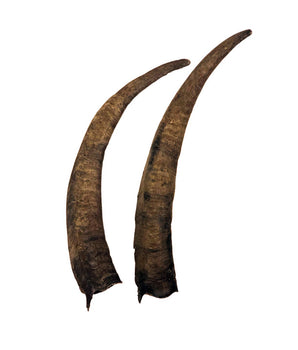 Watussi cattle horns