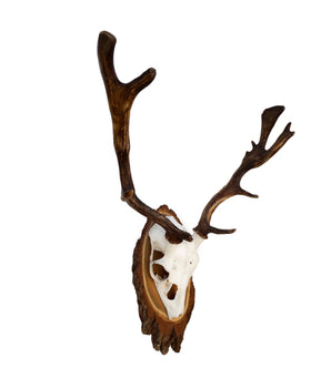 Fallow deer spoonbill trophy 