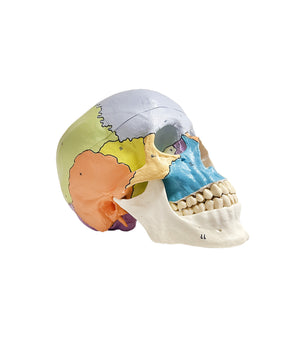 Crâne didactique, 3 parties
