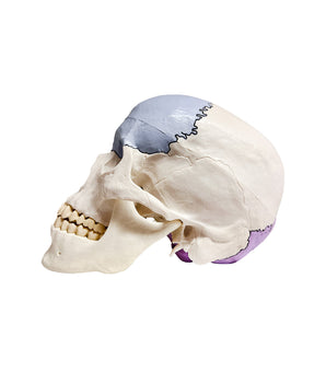 Didactic skull, 3 parts