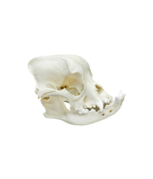 Fetal skull, 40 weeks