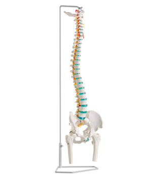 Flexible spine