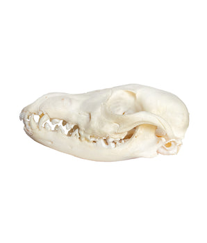 Fox skull cub