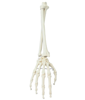 Hand with forearm