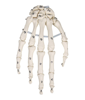 Hand skeleton with bone numbering