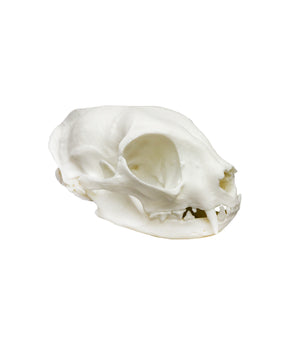Fetal skull, 40 weeks