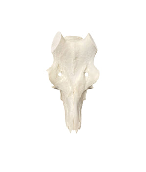 Deer plastic skull