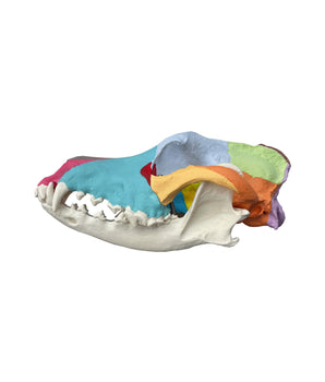 Crâne de chien avec peinture didactique