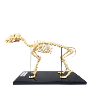 Dog skeleton natural size made of plastic