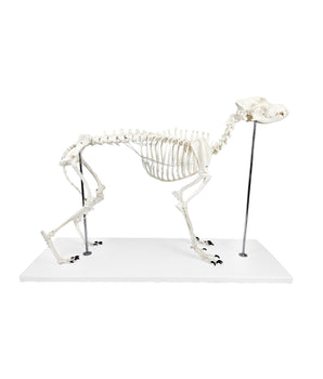 Dog skeleton natural size made of plastic