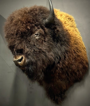 Bison bull shoulder specimen 