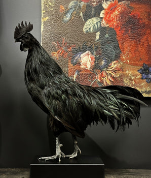 Ayam Cemani Rooster Preparation
