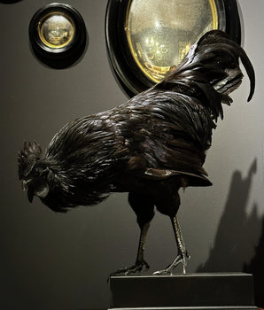 Taxidermy Rooster (Ayam Cemani)