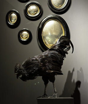 Taxidermy Rooster (Ayam Cemani)