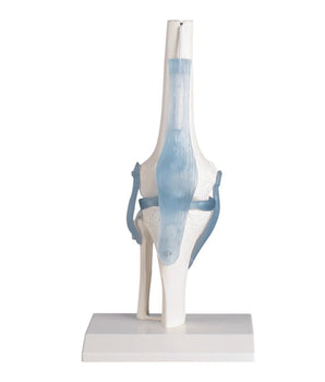 Knee joint with ligaments on tripod