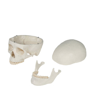 Human skull 3 parts