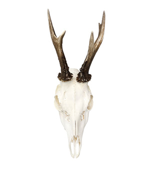 Deer skull 