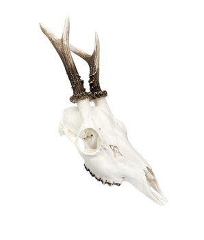 Deer skull 