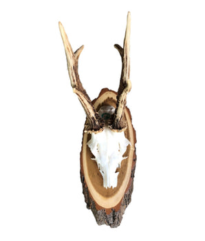 Deer horns on acacia sign 