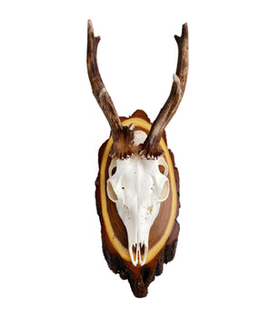 Deer horns on acacia trees 
