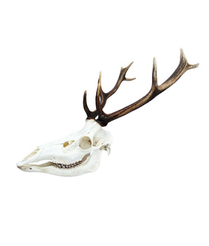 Red deer skull 