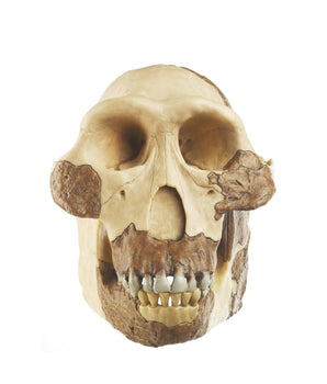 Skull reconstruction of A. afarensis 