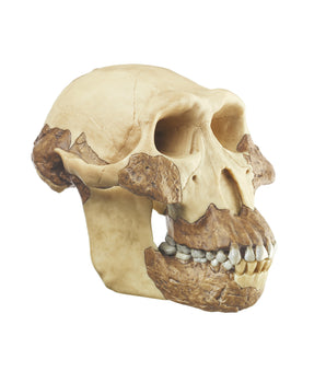 Skull reconstruction of A. afarensis 