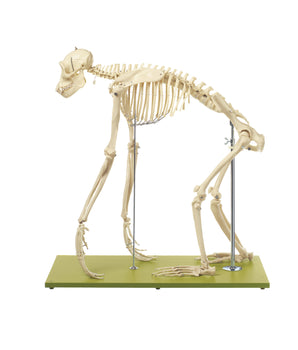 Schimpansenskelettmodell ♂