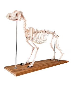 Dog skeleton, natural size