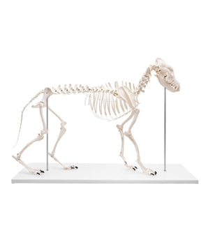 Squelette de chien grandeur nature en plastique