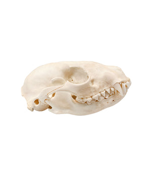 Crâne de chien viverrin