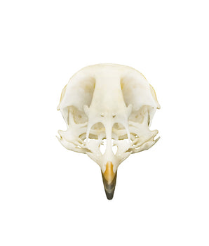 Muskrat skull