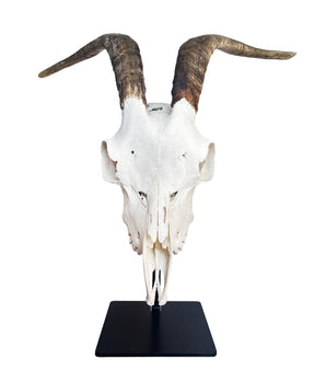 Goat skull on base