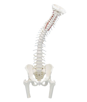 Flexible spine