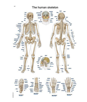 Chart "The human skeleton", 50x70cm